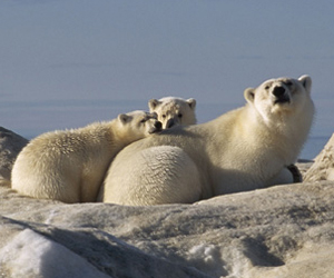 Still shot from the movie: Arctic Tale.