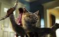 Cats And Dogs - Official site