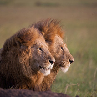 African Cats