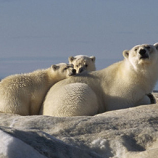 Arctic Tale