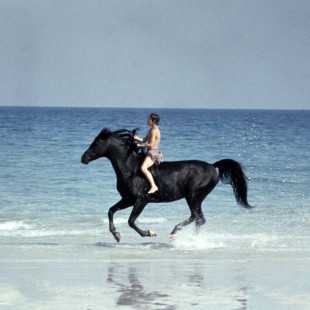 The Black Stallion