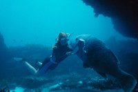 Blueback