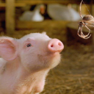 Charlotte’s Web