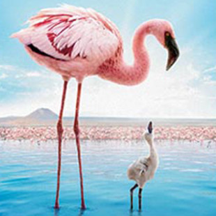 Crimson Wing: Mystery of the Flamingos