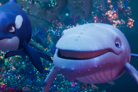 The Last Whale Singer