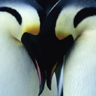 March of the Penguins