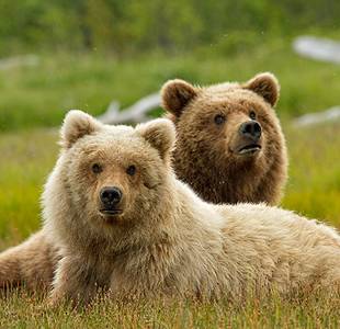 6 Disneynature Movies for Earth Day