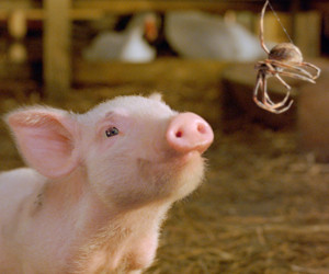 Charlotte’s Web parents guide