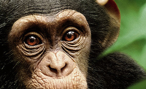 Chimpanzee parents guide