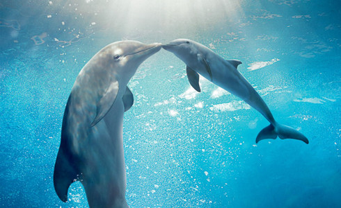 Dolphin Tale 2 parents guide
