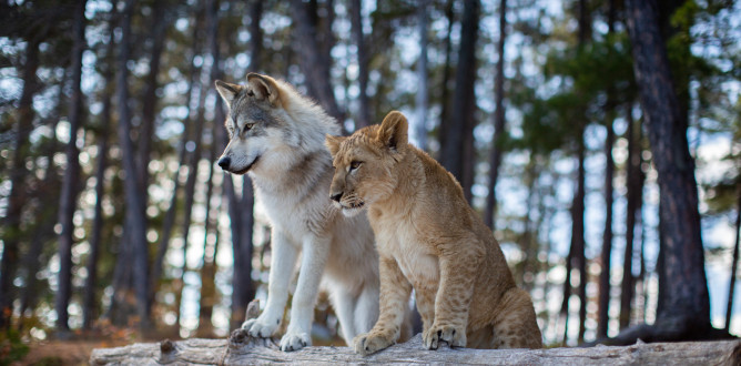 The Wolf and the Lion parents guide