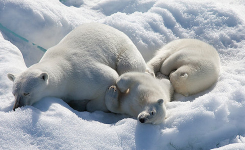 To the Arctic parents guide