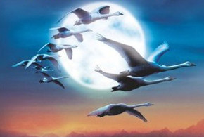 Winged Migration parents guide